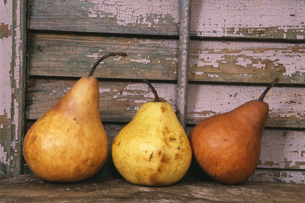 Detail of Studio-Pears by Kim Koza