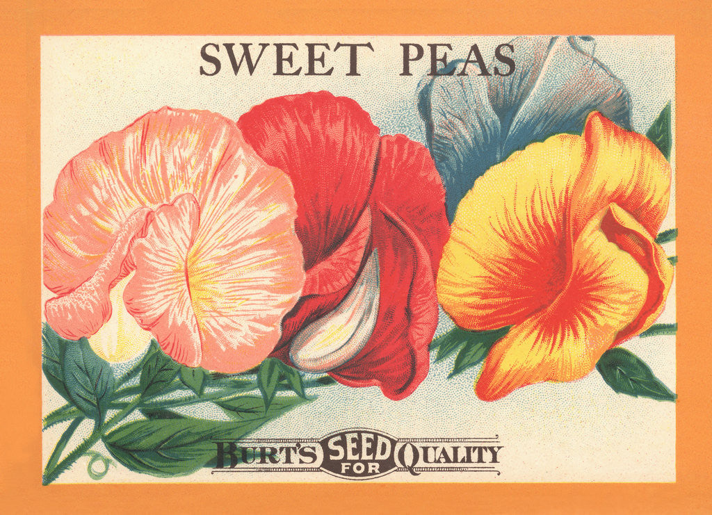 Detail of Sweet Peas Flower Seeds Package Label by Corbis