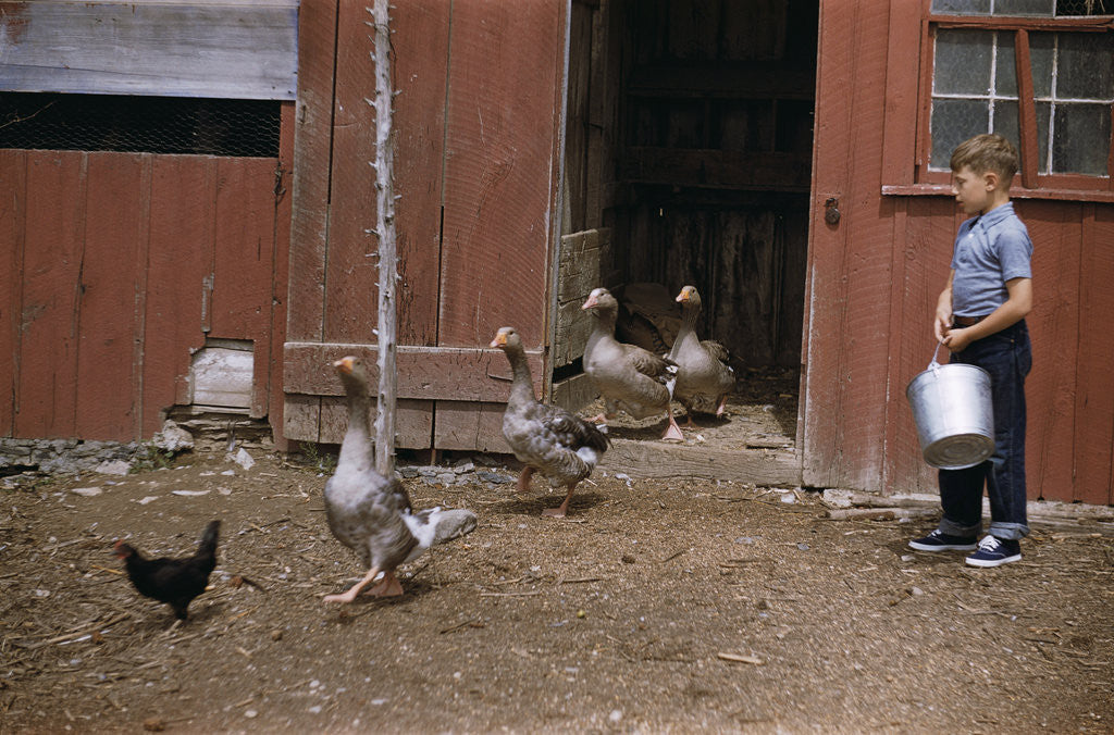 Detail of Boy Watching Geese Leave Barn by Corbis