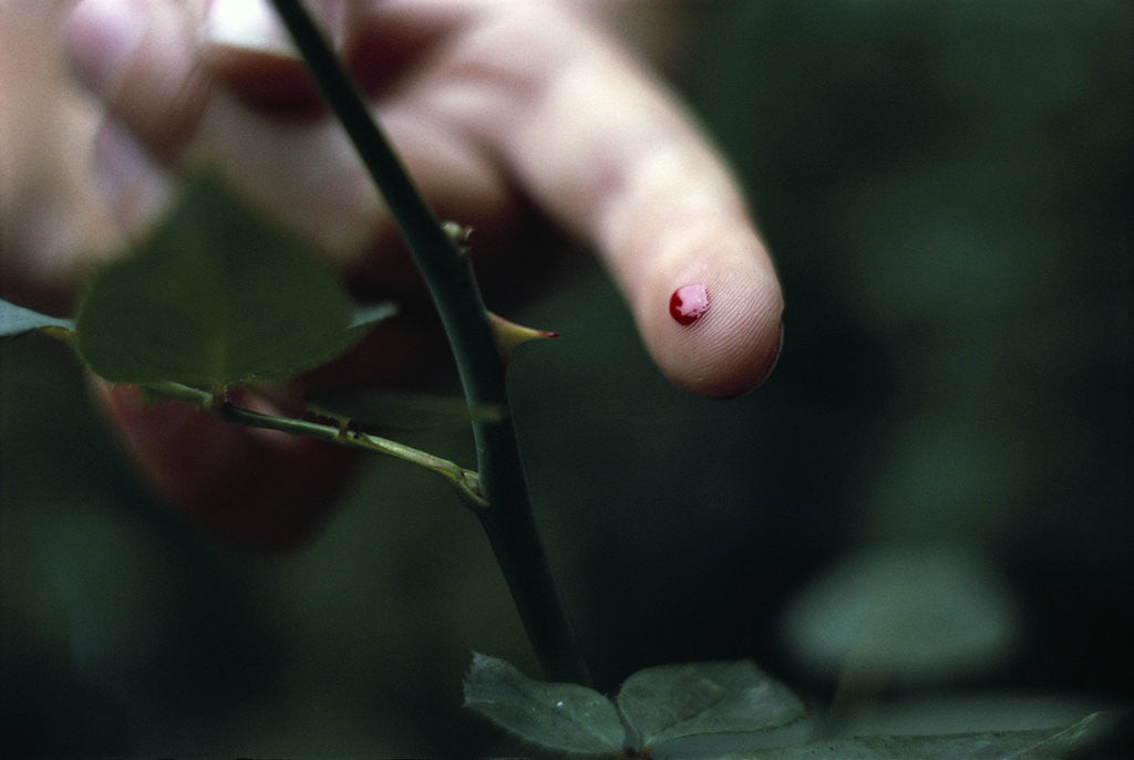 Detail of Finger Pricked by Thorn by Corbis