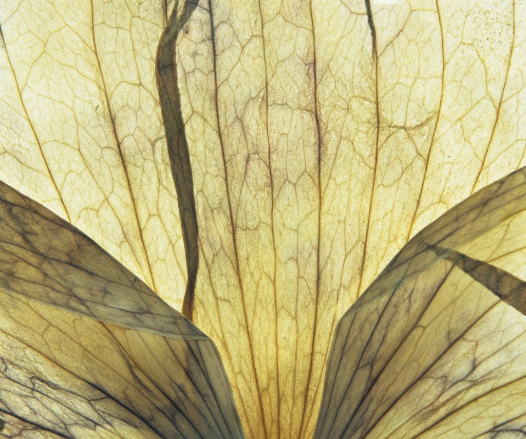 Detail of Translucent Petals 9 by David Roseburg