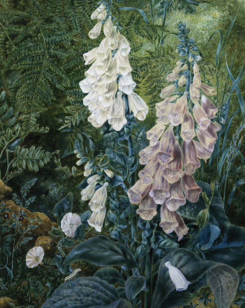 Detail of A Still Life of Foxgloves by Mary Margetts