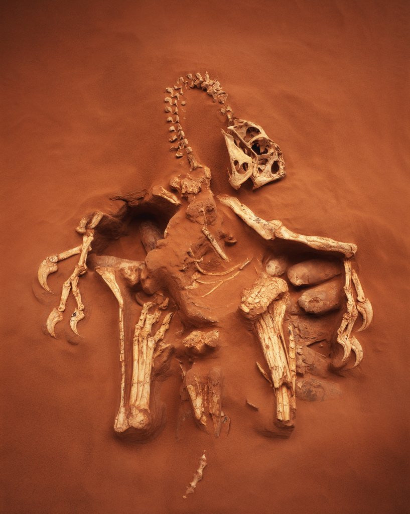 Detail of Fossil of Oviraptor and Eggs by Corbis