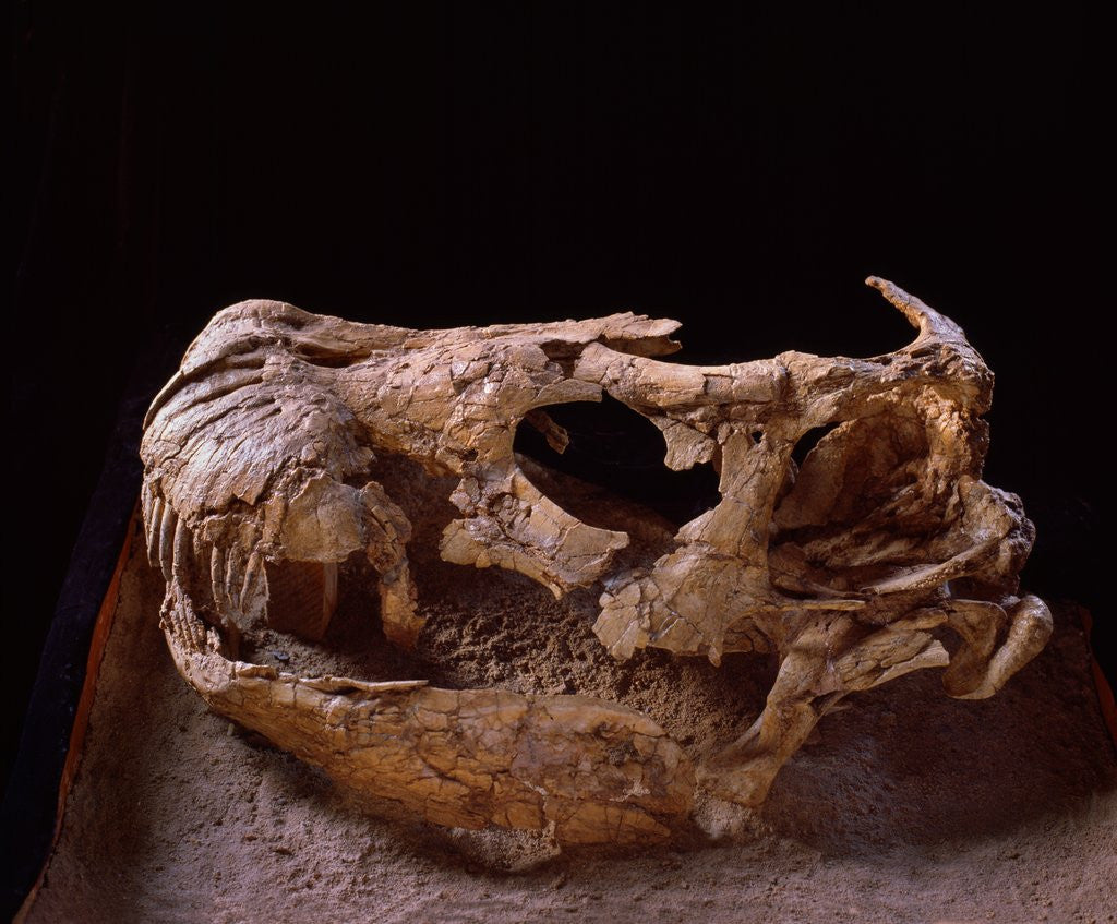 Detail of Nemegtosaurus Skull by Corbis