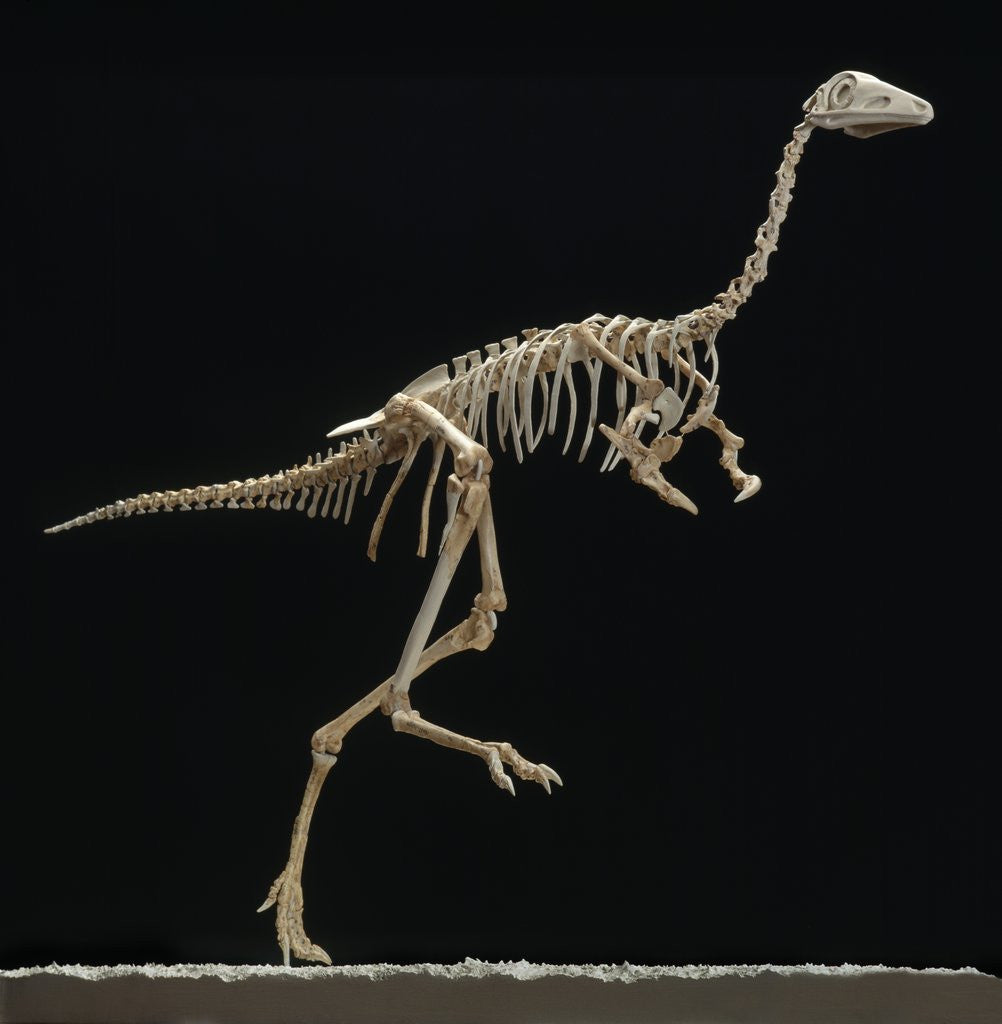 Detail of Mononykus Skeleton by Corbis