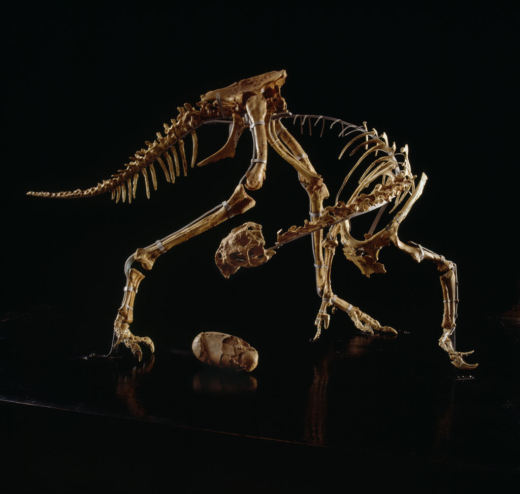 Detail of Oviraptor Skeleton and Fossil Egg by Corbis