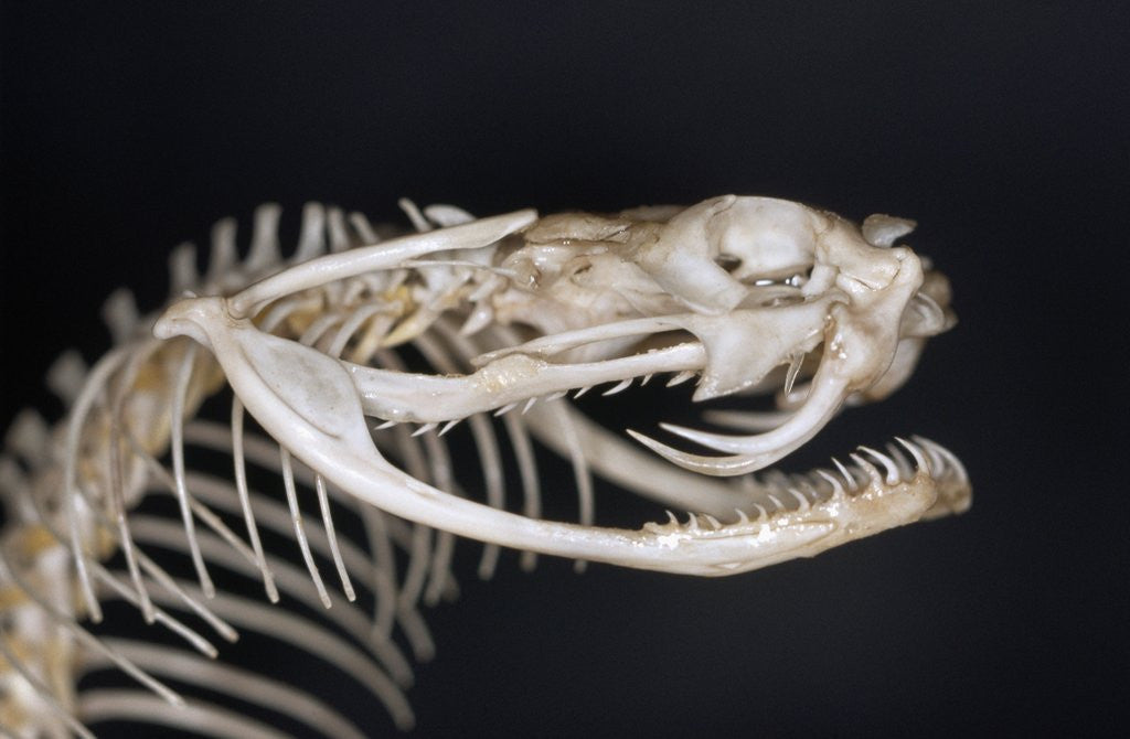 Detail of Skull of Puff Adder by Corbis