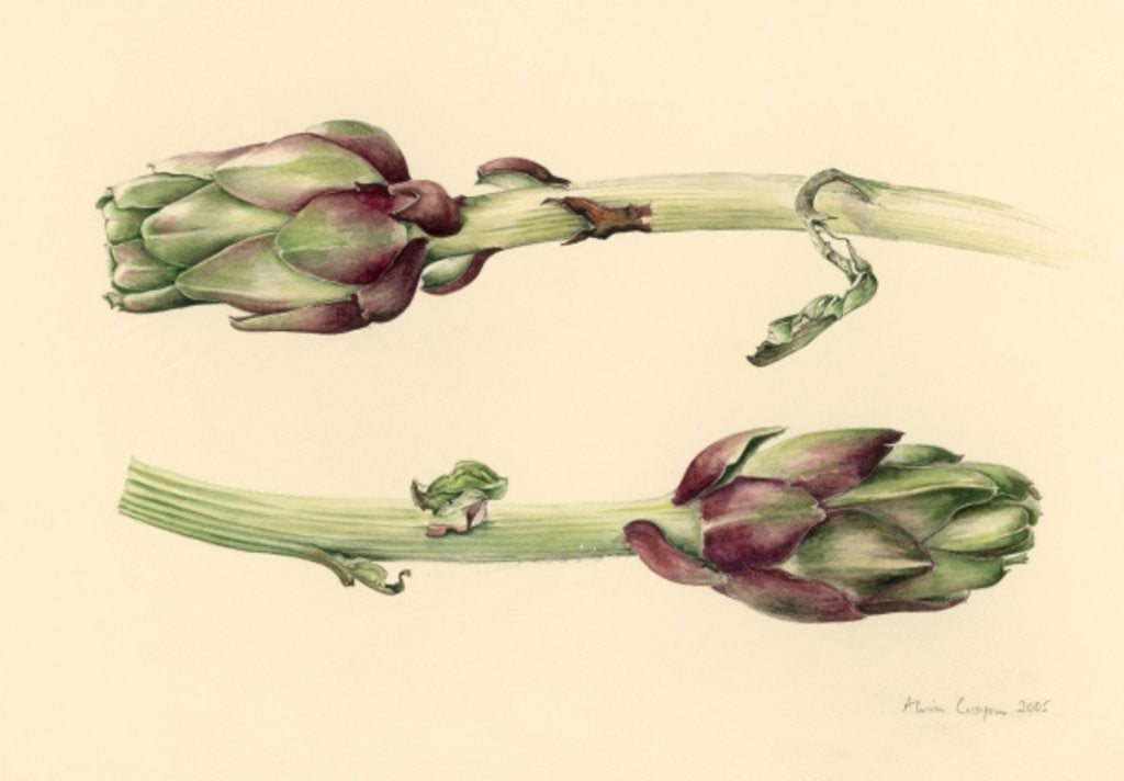 Detail of Artichokes, 2005 by Alison Cooper