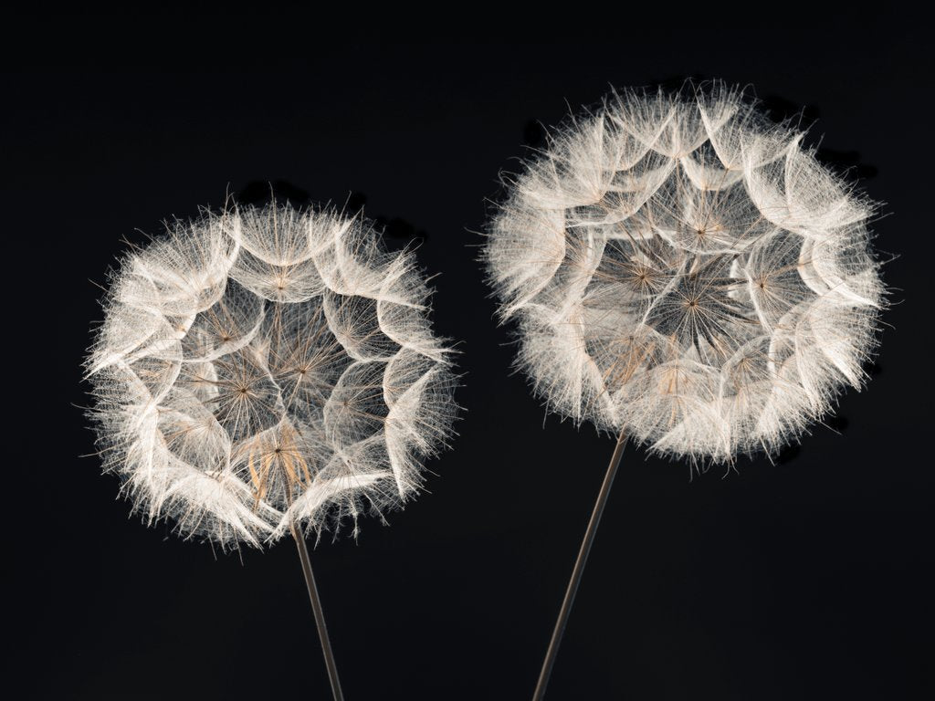 Detail of Dandelion Clock by Assaf Frank