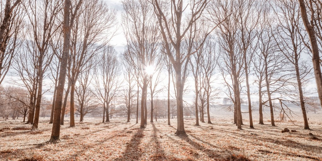 Detail of Sun shining through trees by Assaf Frank