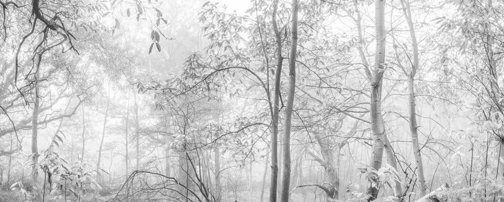 Detail of MIsty forest by Assaf Frank