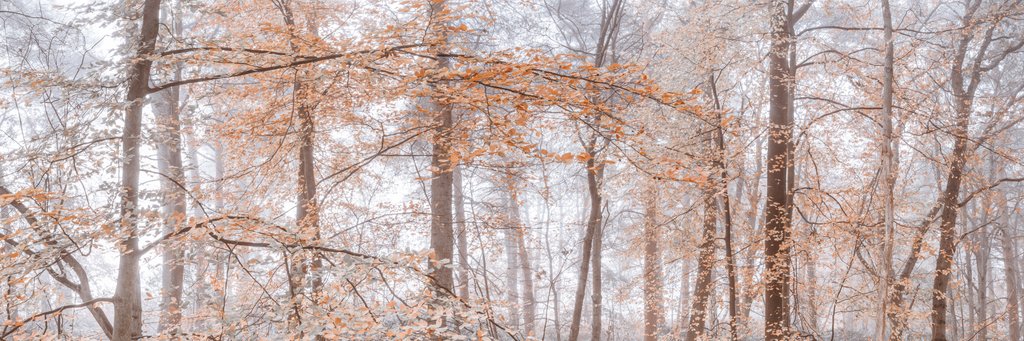 Detail of Misty forest by Assaf Frank