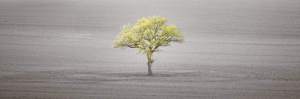 Detail of Single tree in foggy field by Assaf Frank