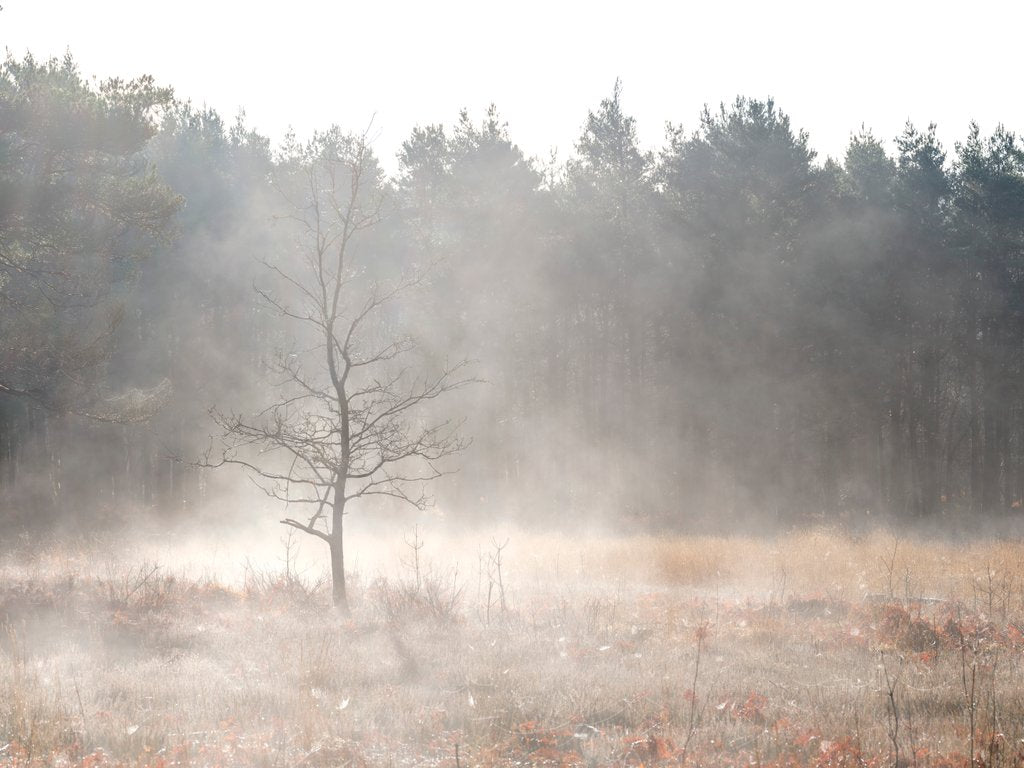 Detail of Misty forest by Assaf Frank