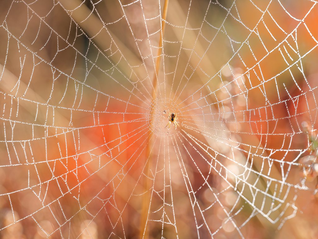 Detail of Spider web by Assaf Frank