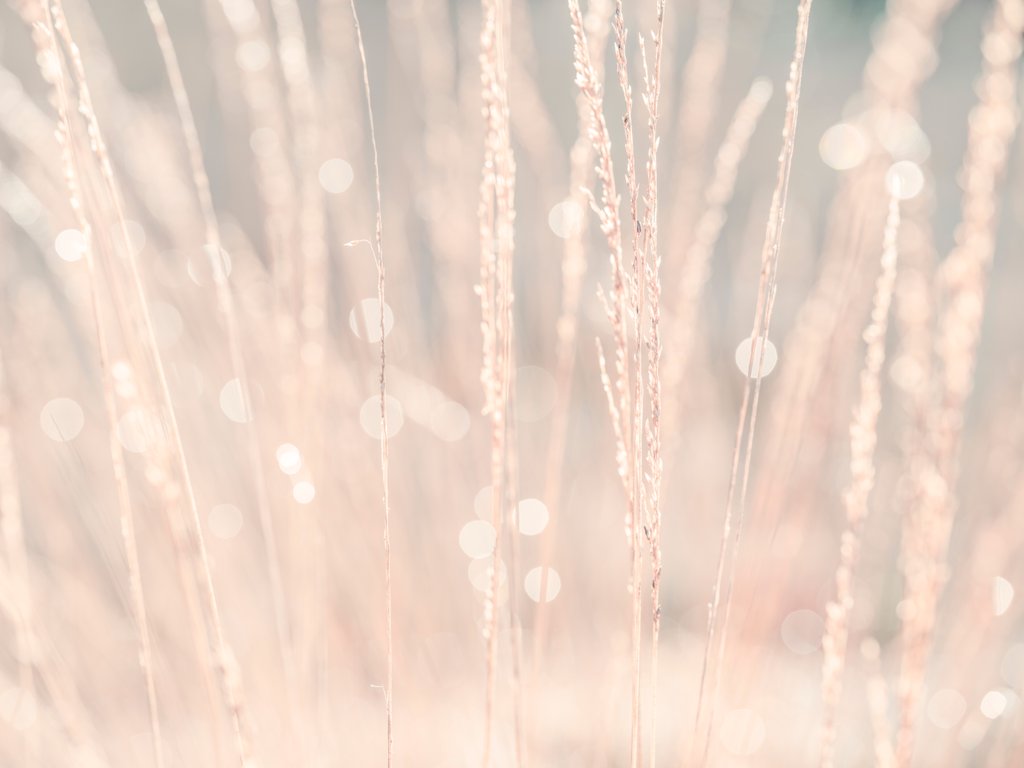 Detail of Dried grass by Assaf Frank