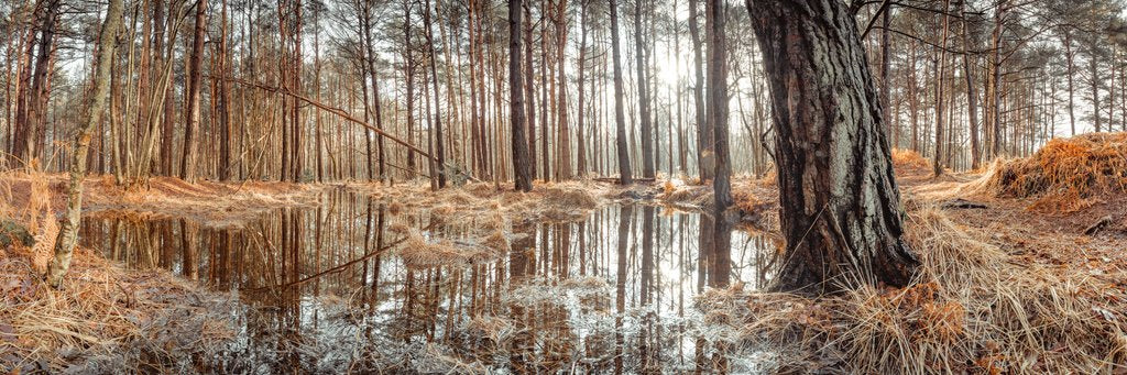 Detail of Canal through forest by Assaf Frank