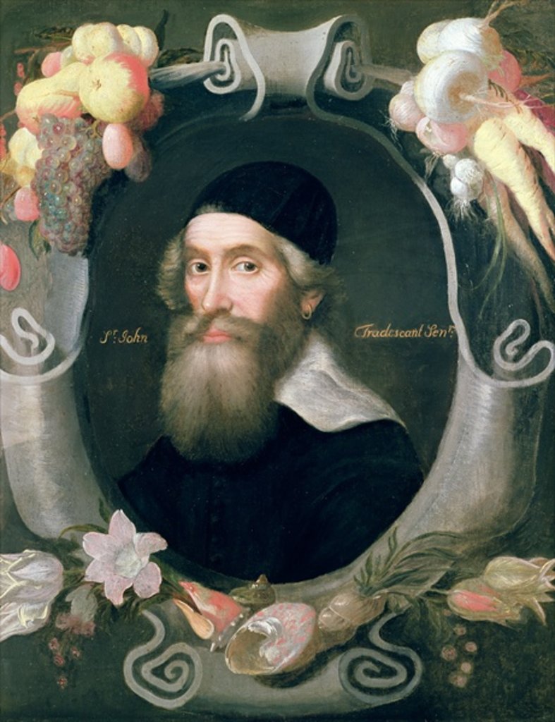 Detail of John Tradescant the Elder, 17th century by Emmanuel de Critz