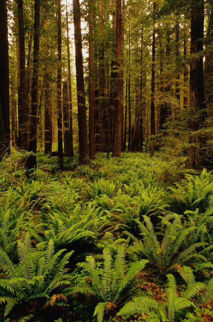 Detail of Ferns in Redwood Forest by Corbis