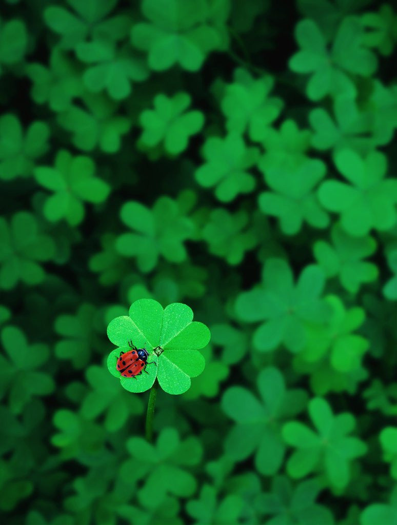 Detail of Ladybug on Four Leaf Clover by Corbis