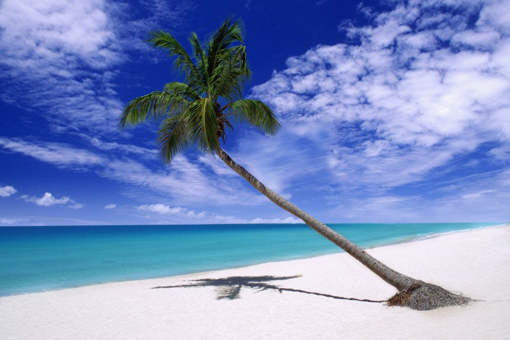 Detail of Leaning Palm Tree by Corbis