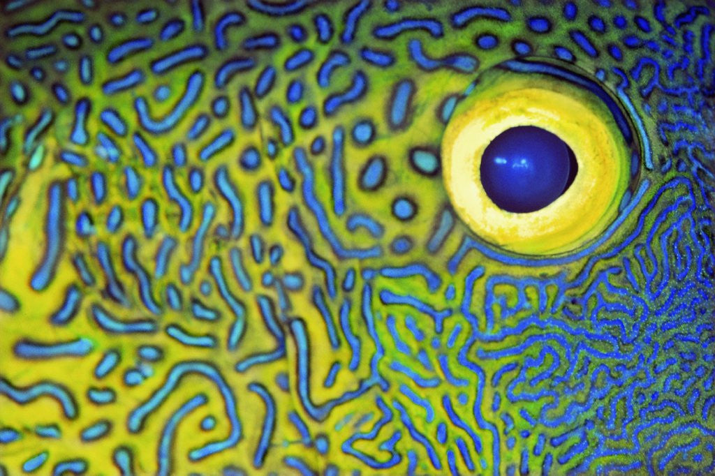 Detail of Blue and Yellow Triggerfish Eye by Corbis