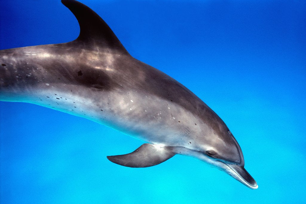 Detail of Atlantic Spotted Dolphin by Corbis