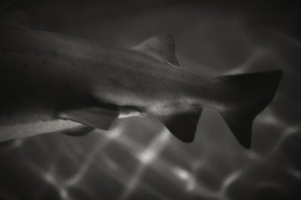 Detail of Shark Dorsal Fin by Corbis