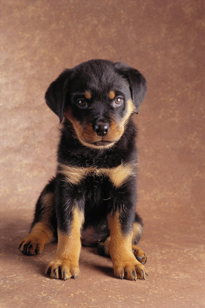 Detail of Rottweiler Puppy by Corbis