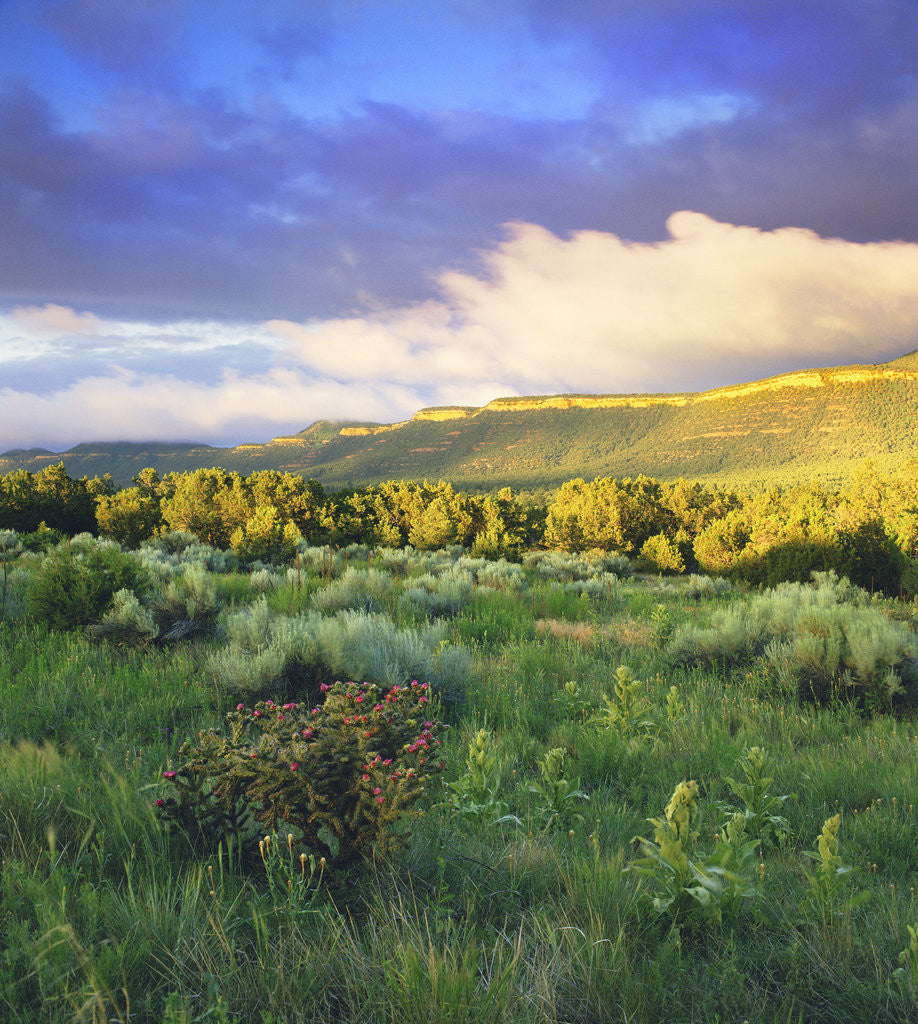 Detail of Glorieta Mesa Landscape by Corbis