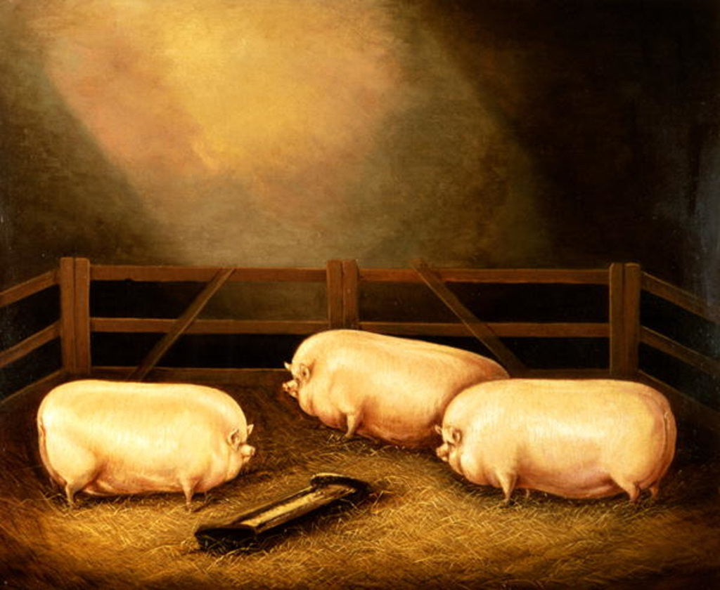 Detail of Three Prize Pigs outside a Sty by English School