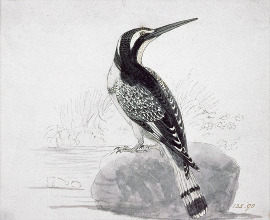 Detail of Black and White Kingfisher by Thomas Bewick