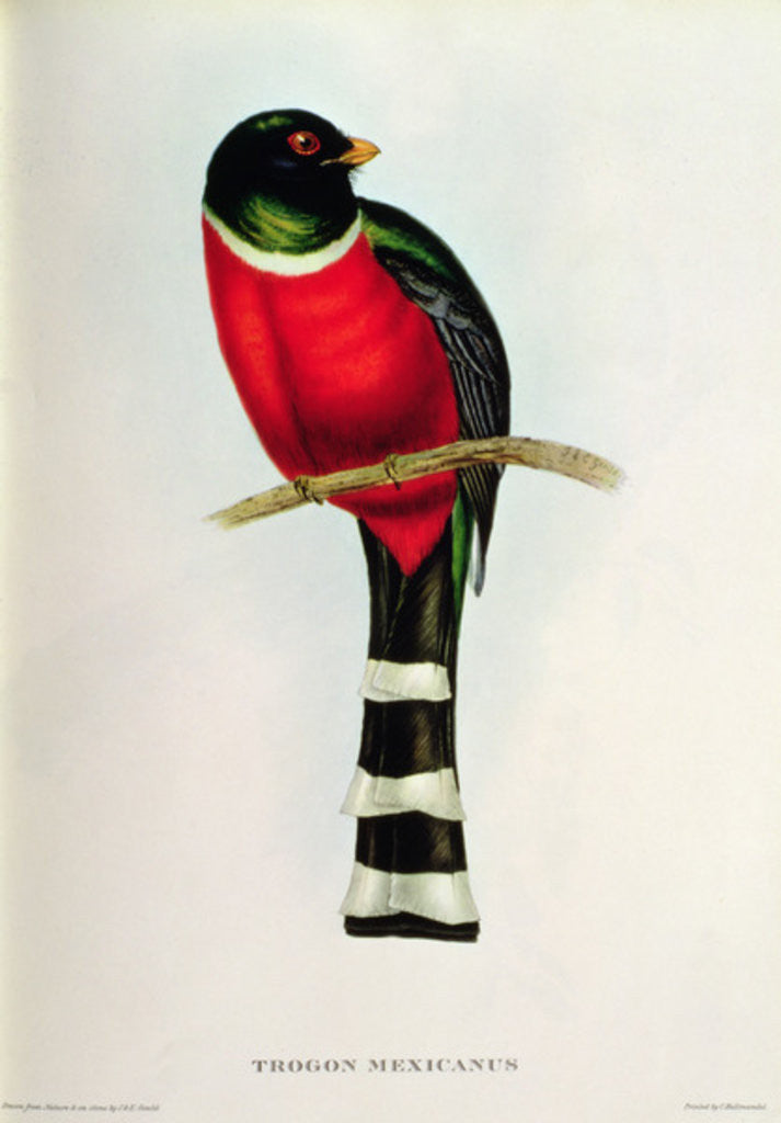 Detail of Trogon Mexicanus by John Gould