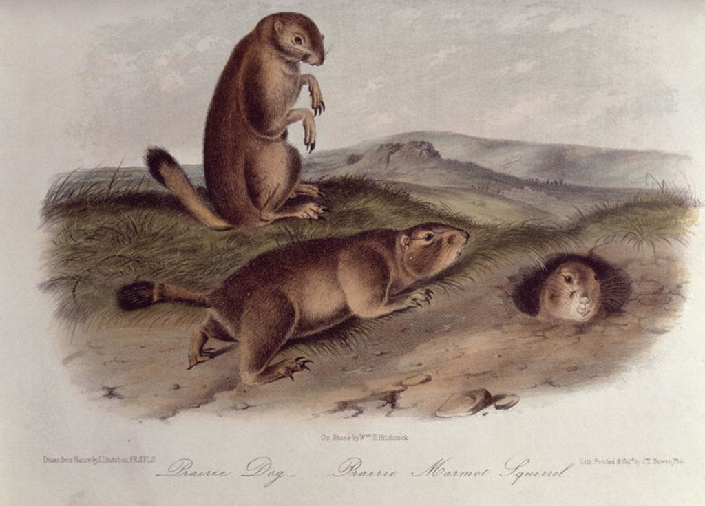 Detail of Prairie Dog from 'Quadrupeds of North America', 1842-5 by John James Audubon