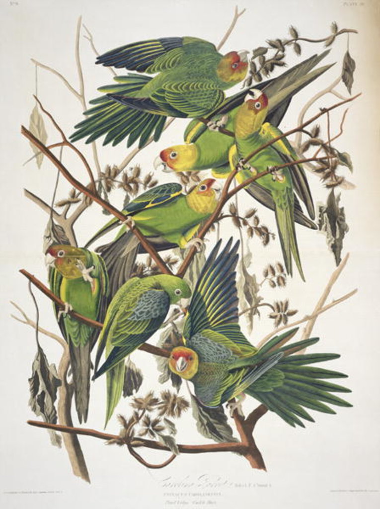Detail of Carolina Parakeet by John James Audubon