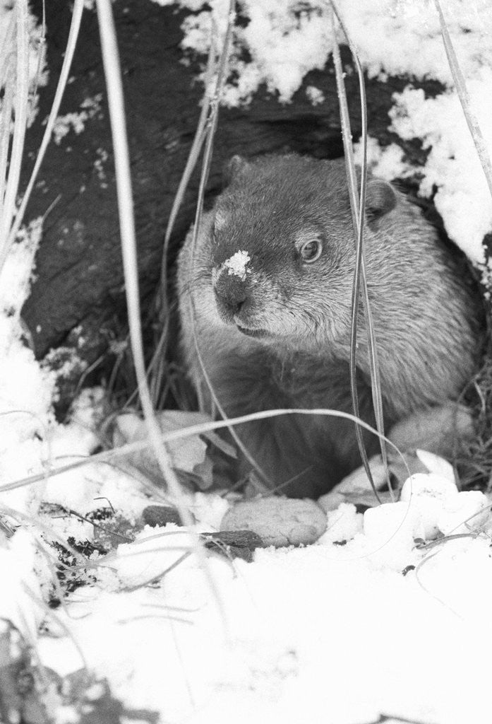 Detail of Peanut the Groundhog Looking Out of Burrow by Corbis