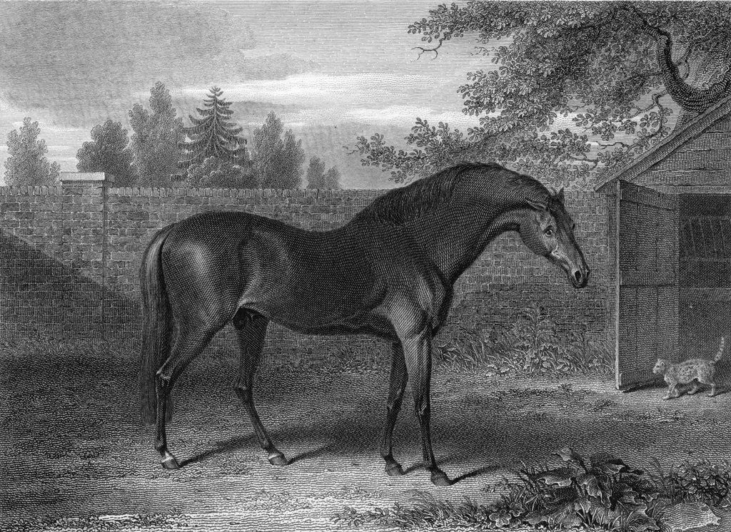 Detail of Racehorse Godolphin Arabian by Corbis