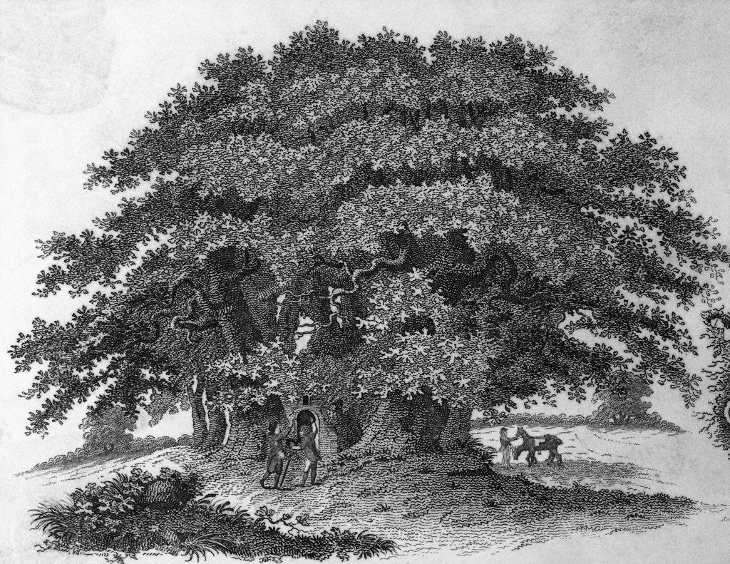 Detail of Engraving of a Chestnut Tree by Corbis