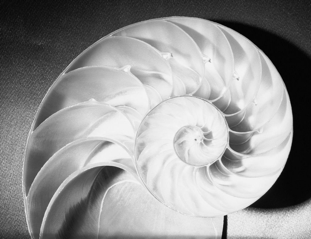 Detail of Cross Section of Nautilus Shell by Corbis