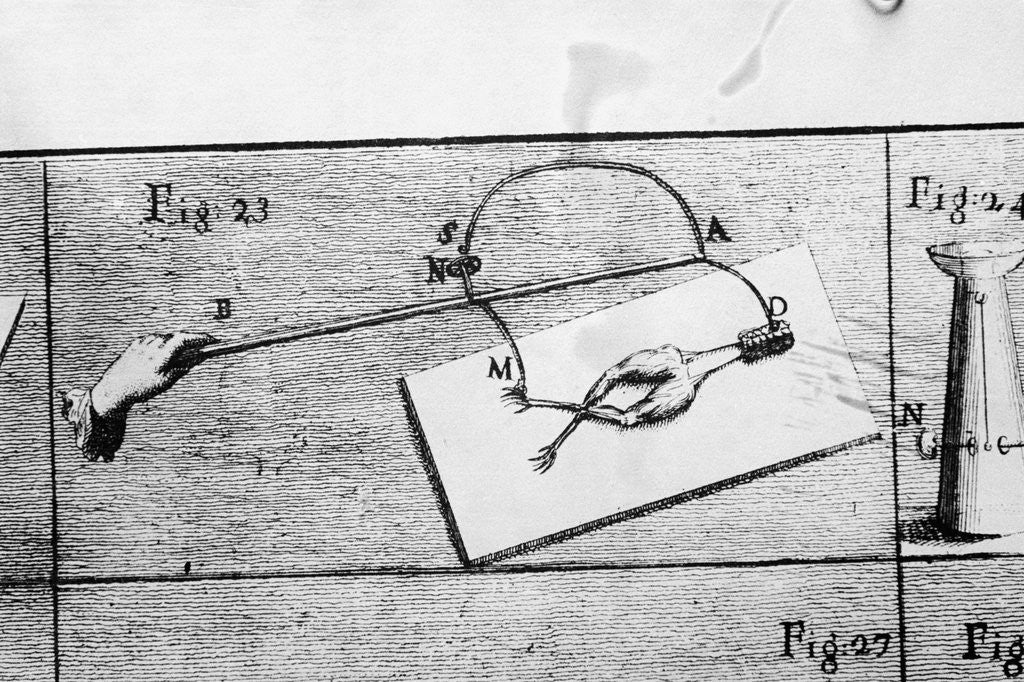 Detail of Illustration of Galvani's Frog Leg Experiment by Corbis