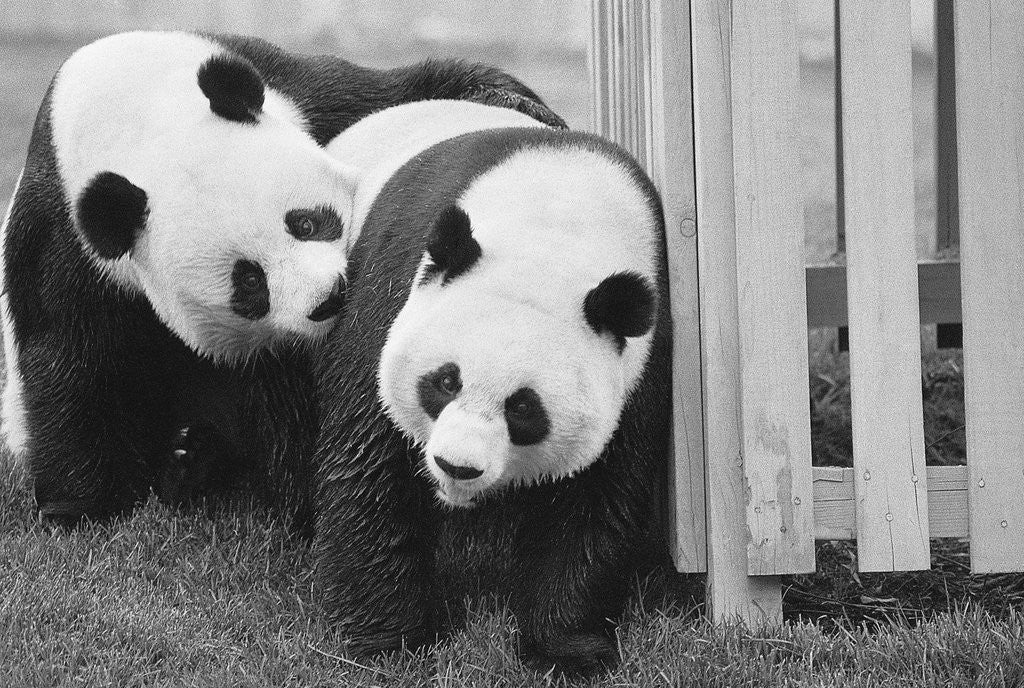 Detail of Giant Pandas Hsing-Hsing and Ling-Ling by Corbis