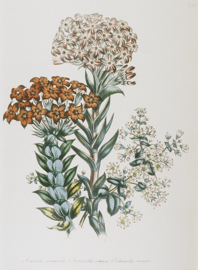 Detail of Illustration of Different Types of Crassulas by Corbis