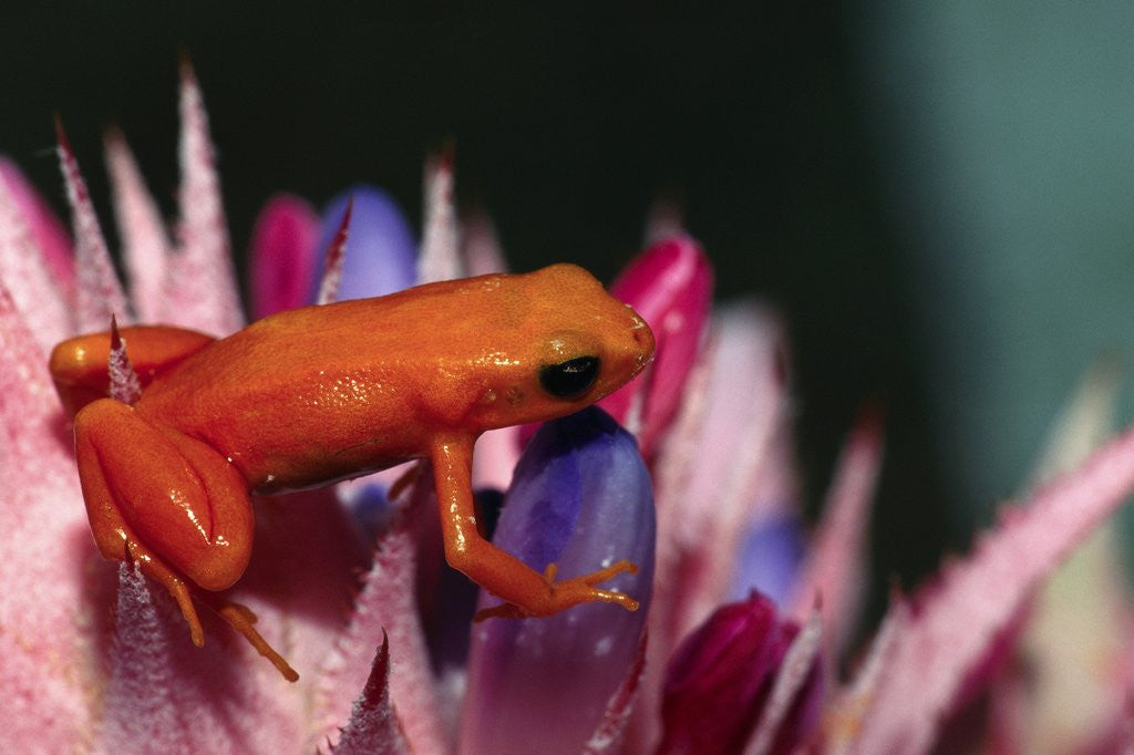 Detail of Mantella aurantiaca by Corbis