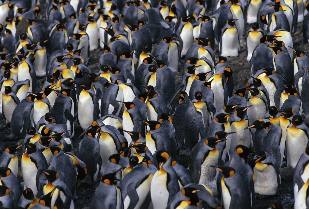 Detail of King Penguin Colony by Corbis