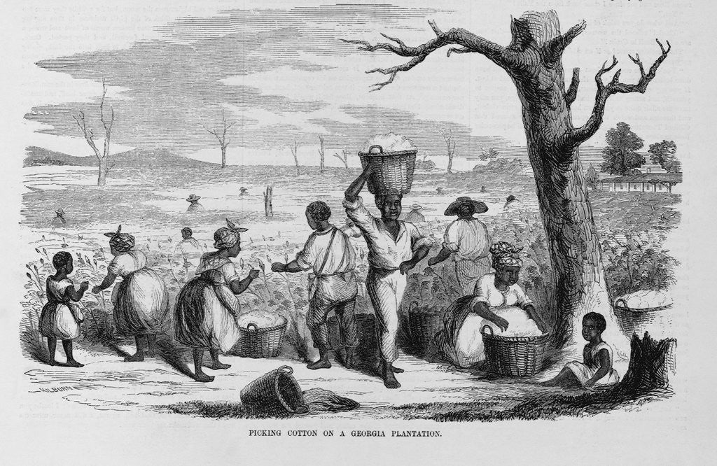 Detail of Picking Cotton on a Georgia Plantation by Corbis