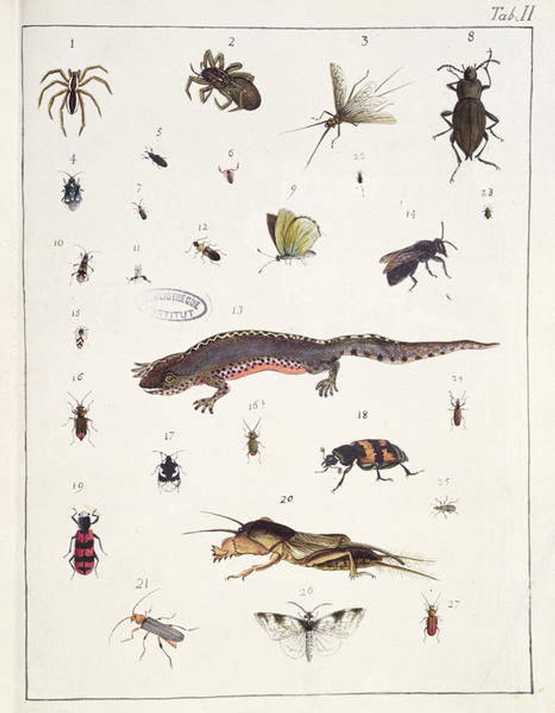 Detail of Various insects and a lizard by Georges Cuvier