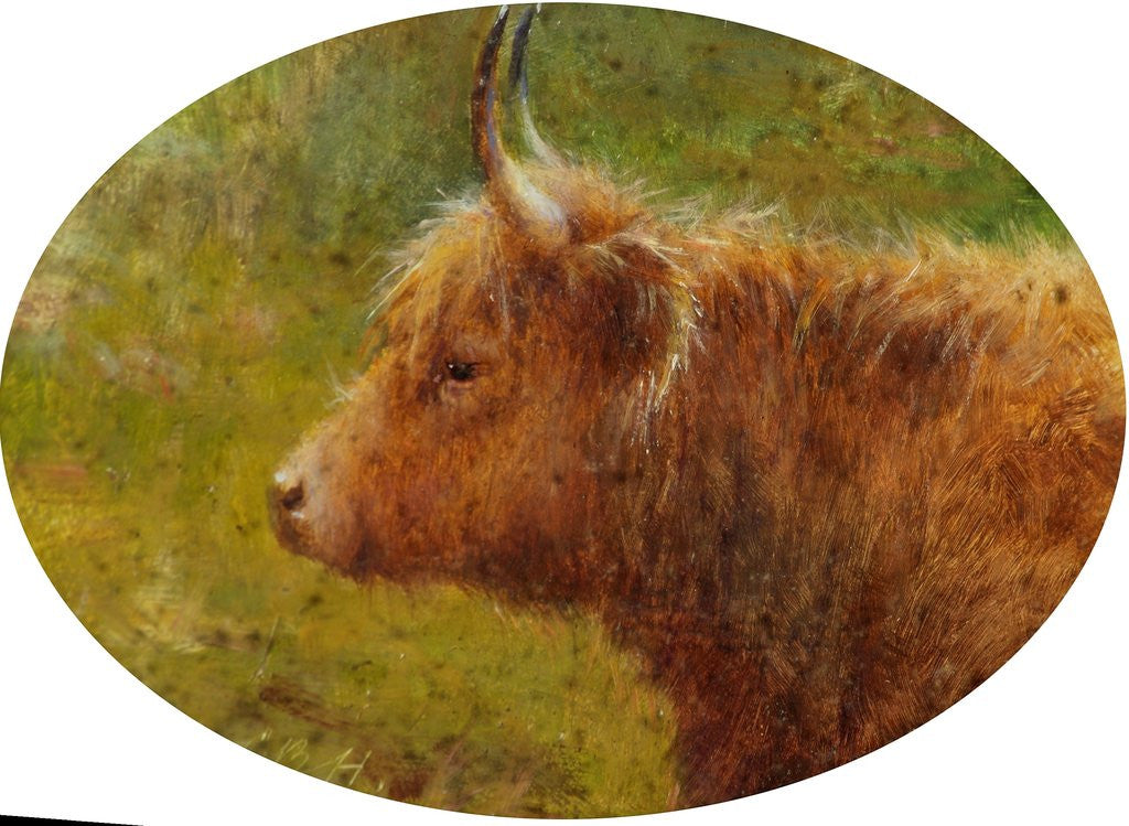 Detail of Study of a Highland Cow by Louis Bosworth Hurt