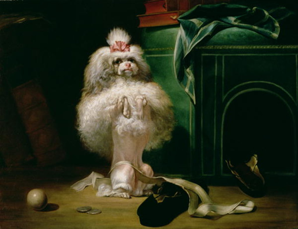 Detail of A Dog of the Havannah Breed, 1768 by Jean Jacques Bachelier