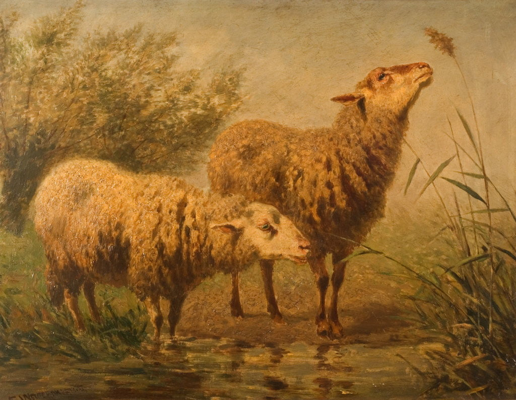 Detail of Study of Sheep by Edward Woutermaertens