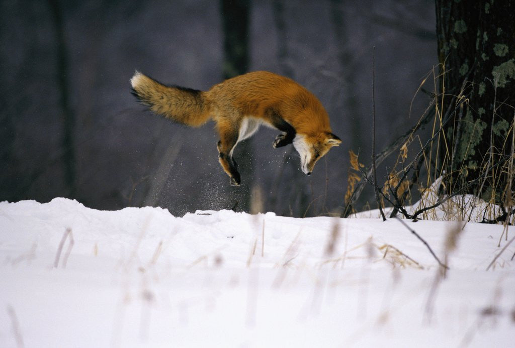 Detail of Red Fox Jumping in the Snow by Corbis